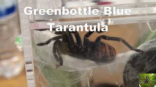 Greenbottle Blue Tarantula [upl. by Goto276]