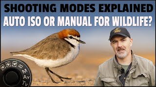 Bird Photography Shooting Modes Explained  Auto ISO or Manual Does It Really Matter for Wildlife [upl. by Holli]