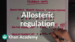 Allosteric regulation and feedback loops  Biomolecules  MCAT  Khan Academy [upl. by Emerald]