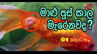 මාළු පුස් කාල මැරෙනවද  01 කොටස  do your fish die from mold  part 01  parisaraya marai [upl. by Gettings946]