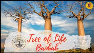 Tree of Life Baobab [upl. by Waller273]