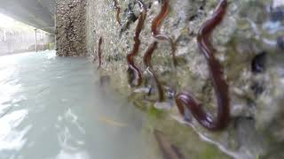 New Zealand Baby Eels Elvers [upl. by Mecke]