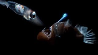 Deep Sea Creatures Exhibit Bioluminescence  Blue Planet  BBC Earth [upl. by Youlton729]