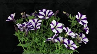 Petunia quotPeppy Bluequot  Petunie Garden Petunia [upl. by Enneibaf]