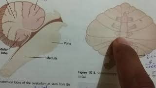 Cerebellum motor function AfferentEfferent pathways Guyton 57 [upl. by Llemhar]