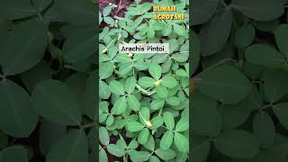 Begini Arachis Pintoi Tanaman Penyubur Tanah teknologipertanian berkebun [upl. by Seigel508]