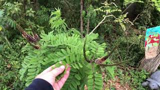 Plant Profile False Indigo Bush Amorpha Fruticosa [upl. by Faxun]