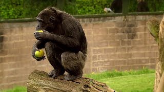 Chimp Learns to Trade  Extraordinary Animals  BBC Earth [upl. by Direj]