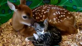 Cute baby deer mothering baby kitten  Mindy Grady video [upl. by Virgin]