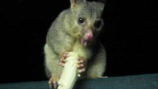 Pookie the Brushtail Possum Eating a Banana [upl. by Nemad63]