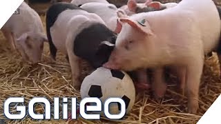 Hier leben die glücklichsten Schweine Deutschlands  Galileo  ProSieben [upl. by Henderson53]