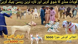 Biggest Pakistan Dogs Market 👌Bhot hi kam Rates  Kohat Dog Market  Pk Animals Vlogs [upl. by Shirley]