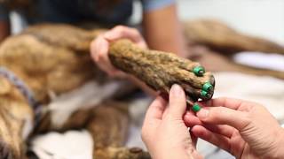 How To Apply ToeGrips To Your Dogs Nails [upl. by Baseler]