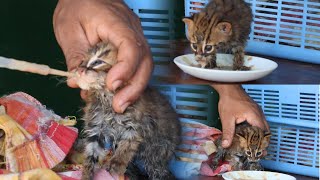 worlds smallest cat bbcThe man who became the mother of the rustyspotted cat  SL WILD TV [upl. by Ientruoc]