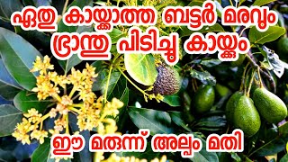 ബട്ടർ കായ്ക്കാൻ ഒരു സൂത്രപ്പണിfruit plants malayalampazhachedikalavocado malayalamkaaykkan [upl. by Pincas]