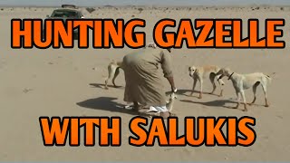 Hunting Gazelles with Salukis in Arabia  Running Dogs [upl. by Merril]