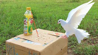 Must Watch New Pigeon Trap 2021 Using Cardboard Box And Plastic Bottle [upl. by Sirois515]