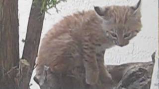 Sounds of a Baby Bobcat Calling part 3 [upl. by Aernda]