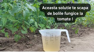 Solutia perfecta pentru rosii impotriva bolilor fungice  Fungicid si Fertilizant 100  BIO [upl. by Airetak184]