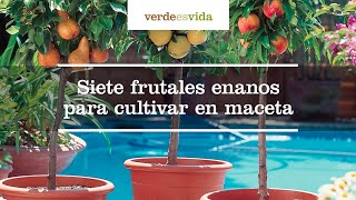 Siete frutales enanos para cultivar en maceta [upl. by Yecam]