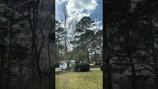 PollenFilled Tree Falls on FedEx Truck  ViralHog [upl. by Llenyaj]