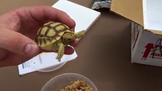 Baby Sulcata Tortoise Unboxing From TortoiseSupplycom [upl. by Combes]