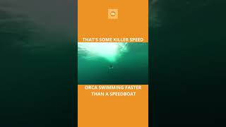 Orca Swimming Faster Than a Speedboat  Killer Whales Killer Speed [upl. by Nerat]