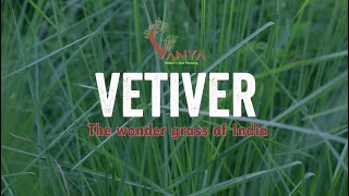 Vetiver  The wonder grass of India [upl. by Hecker808]