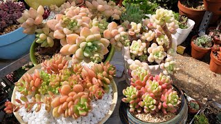 COMPARE these Succulents  Sedum Clavatum amp Sedum Joyce Tulloch VS Graptopetalum DANKO [upl. by Ciredec]