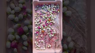 Time lapse of portulaca flowers blooming in water 🌺✨🩷 portuluca blooming shorts [upl. by Afesoj216]