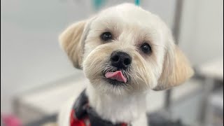 Grooming Secrets for a Perfectly Pampered Morkie [upl. by Atteras]