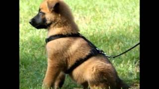 Top 5 des plus beaux chiens du monde [upl. by Bradford]