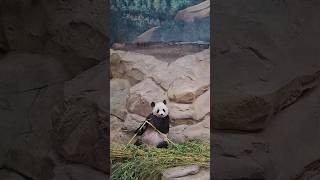 Zoo de Beauval in France panda zoo zoodebeauval [upl. by Asquith327]