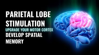 Parietal Lobe  Sensory Integration  Upgrade Your Motor Cortex  Develop Spatial Memory  Brainwave [upl. by Ailahtan]