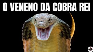 O Veneno da Cobra Rei The King Cobra  Biólogo Henrique [upl. by Anera381]