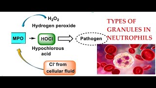 L25 Function of Myeloperoxidase Granules in Neutrophils [upl. by Lsil]