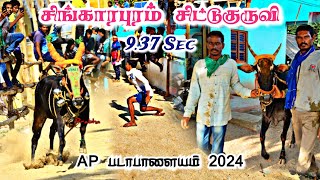 சிங்காரபுரம் சிட்டுகுருவி 🐦 937 Sec 🐦 AP படாபாளையம் 2024 singarapuram chittukuruvi [upl. by Anavlys]