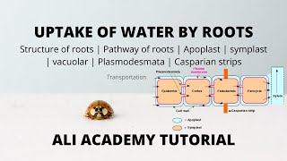 uptake of water And Minerals By plants  Class 11 Biology [upl. by Noah110]