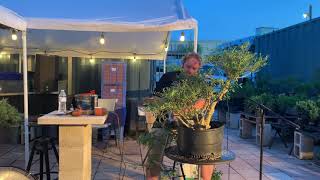 Ilex Bonsai Demo by Adam Lavigne at The Bonsai Supply [upl. by Trebleht]