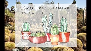 Cómo transplantar un cactus Sin pincharte😏 🌞🌵🌵😎 [upl. by Dott589]