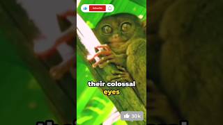 quotNatures Marvel Tarsiers 180° Head Turn and Giant Eyes Revealedquot [upl. by Timothee517]