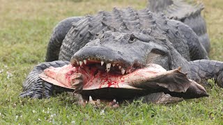 American Alligator kills and eats Florida Softshell turtle in Naples Florida [upl. by Michaella]