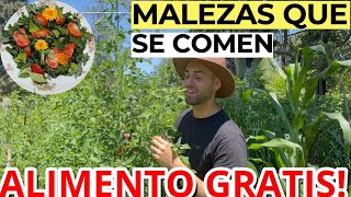 Cómiendo Malezas NUTRITIVAS Del Jardín 🌾 Ensalada De PLANTAS Silvestres Comestibles [upl. by Zerelda813]