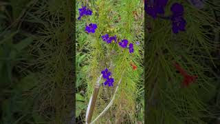 Rocket Larkspur amp Standing Cypress [upl. by Michigan]