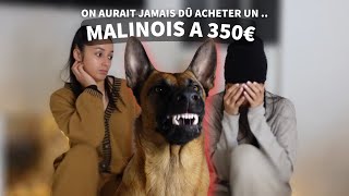 ON A ADOPTÉ UN MALINOIS  1 an et demi après elle n’est toujours pas éduquée 🫢 [upl. by Arahsat]