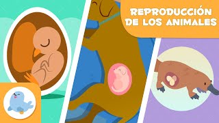 REPRODUCCIÓN de los ANIMALES 🐶🐦 SEXUAL Y ASEXUAL 🥚🤰🏻 OVÍPAROS VIVÍPAROS Y OVOVIVÍPAROS [upl. by Aira]