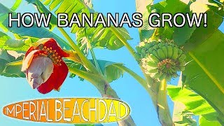 Banana Tree Time Lapse  4 months in 1 minute [upl. by Ezitram936]