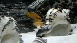 Lamprologus Ocellatus Gold [upl. by Dewar]