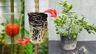 Lemon tree grafting technique using tomatoes as stimulant super fast growth [upl. by Muller]