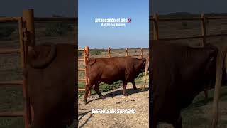 Arrancando el año de la mejor manera🐂💯 rancho rancholife animals ranchos bull soyderancho [upl. by Aham]